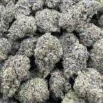 Biscotti – Hybrid – OUNCE SPECIAL - Image 2