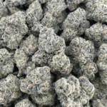 Gelatti – Indica - Image 2
